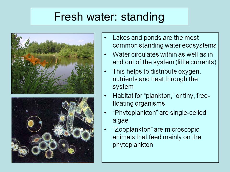 Fresh water: standing Lakes and ponds are the most common standing water ecosystems.