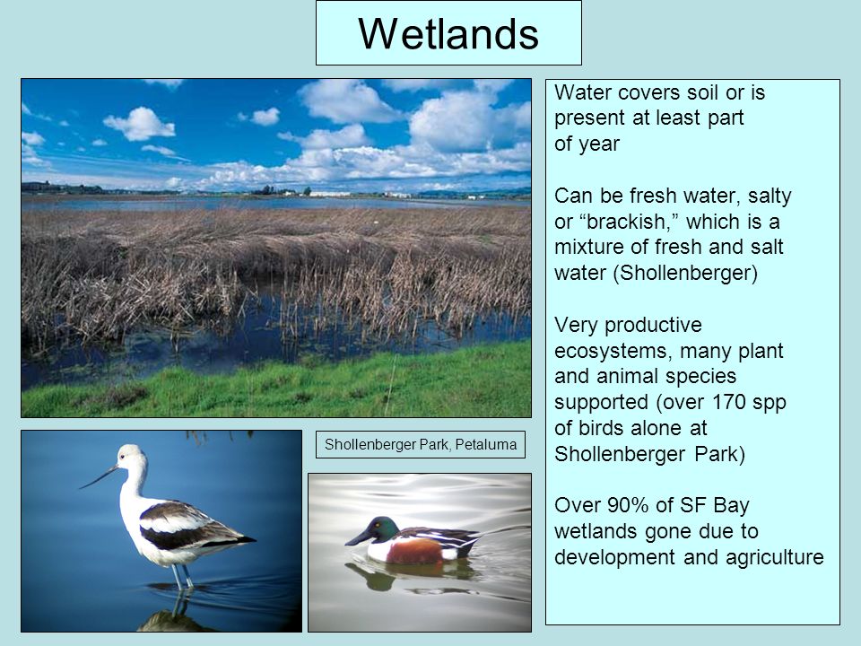 Wetlands Water covers soil or is present at least part of year