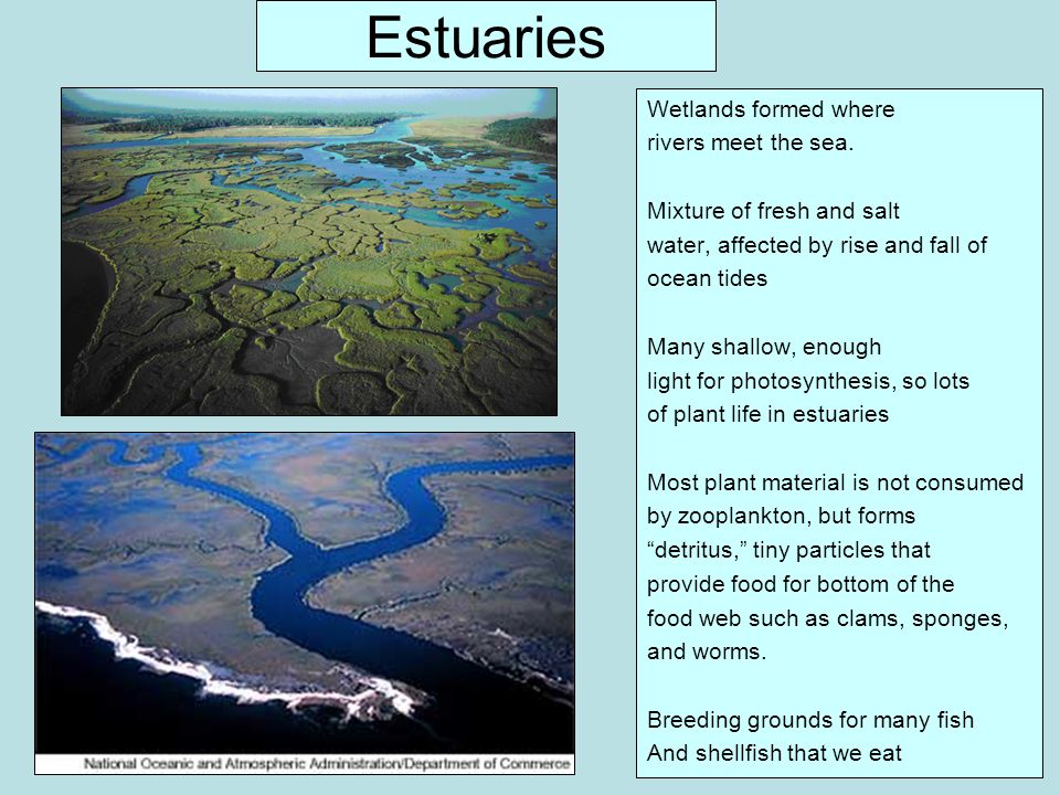 Estuaries Wetlands formed where rivers meet the sea.