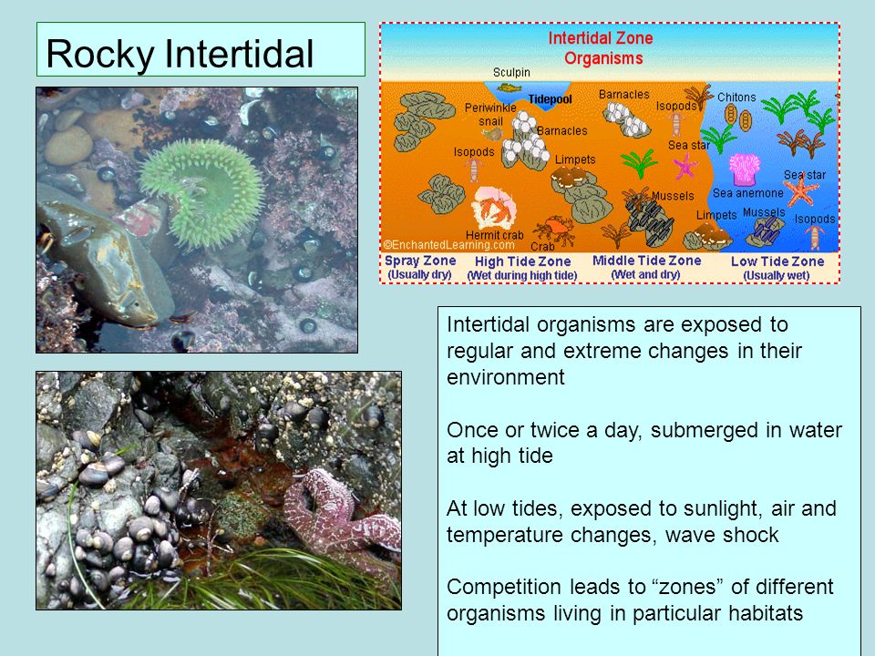 Rocky Intertidal Intertidal organisms are exposed to regular and extreme changes in their environment.