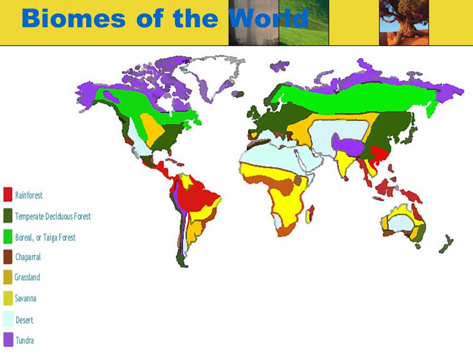 Biomes of the World