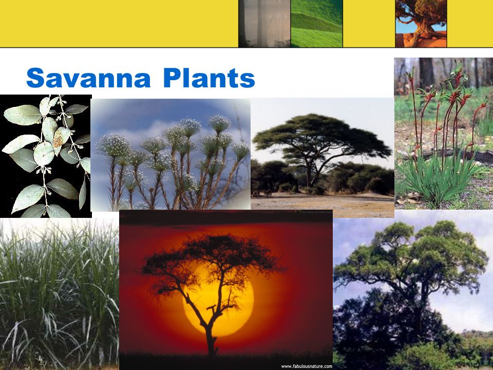 Savanna Plants