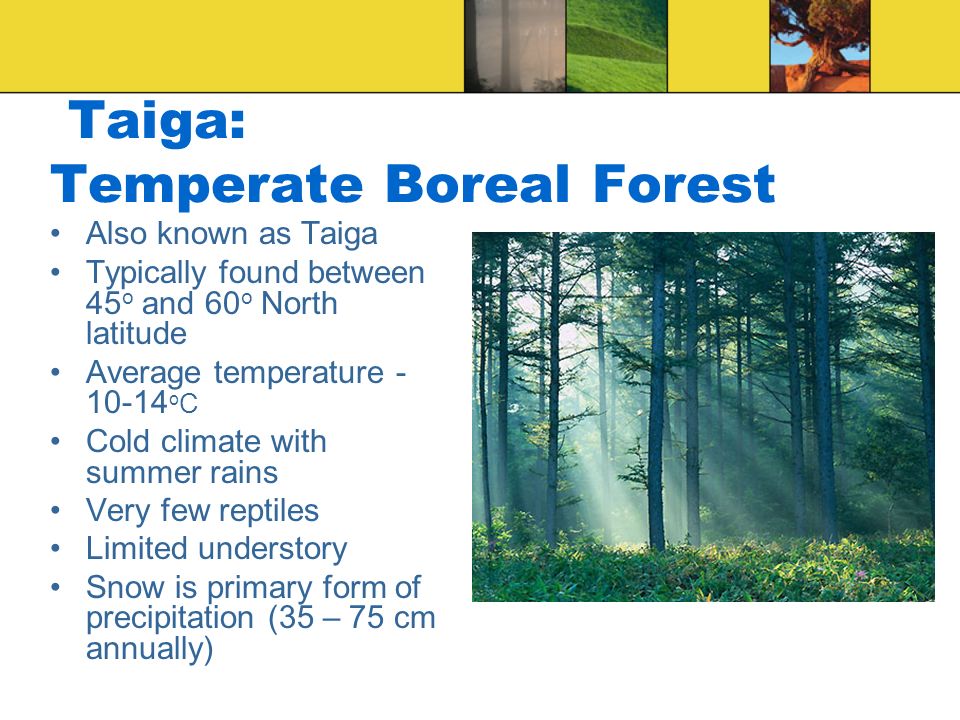 Taiga: Temperate Boreal Forest