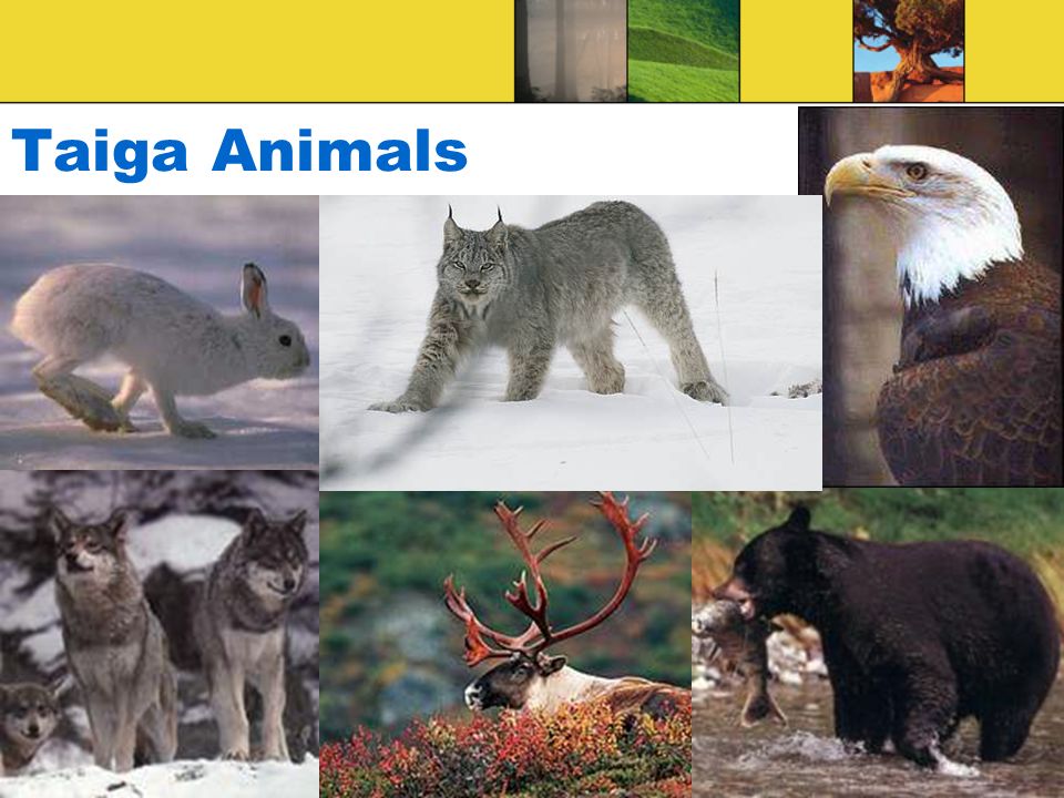 Taiga Animals