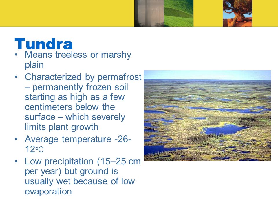 Tundra Means treeless or marshy plain