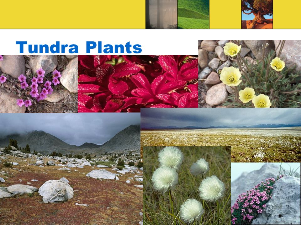 Tundra Plants