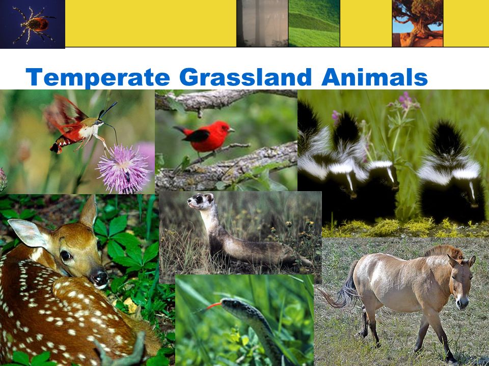 Temperate Grassland Animals