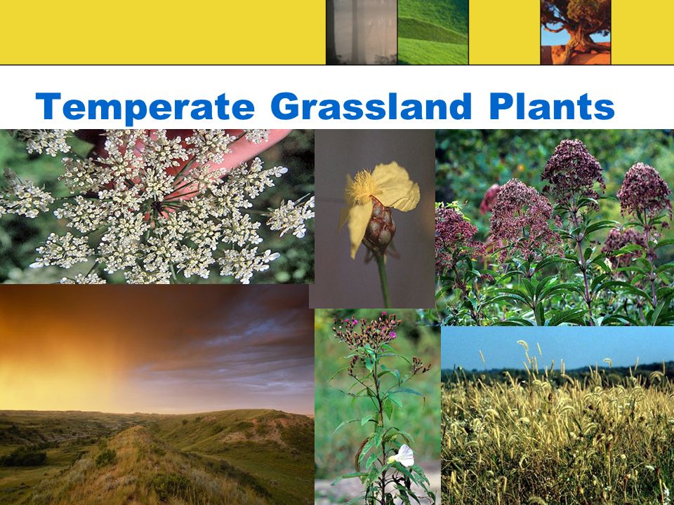 Temperate Grassland Plants