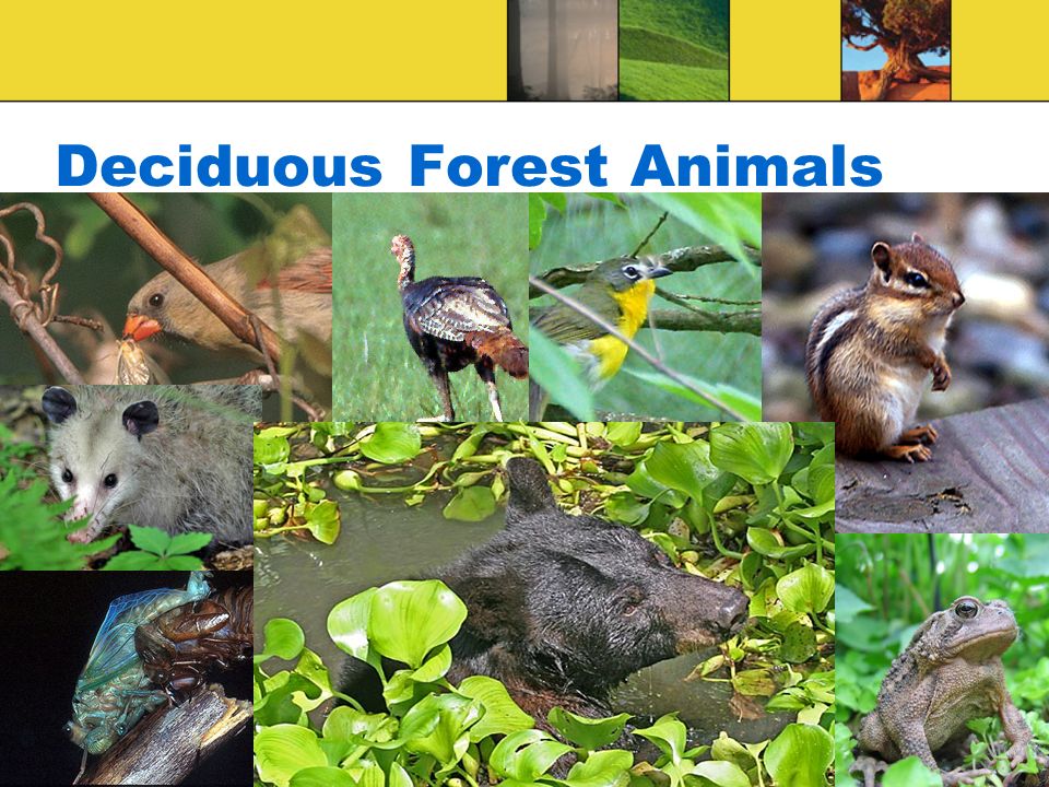 Deciduous Forest Animals