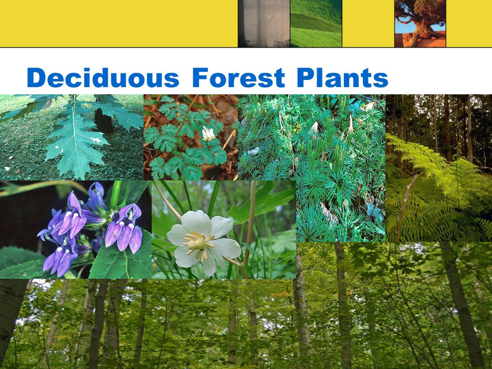 Deciduous Forest Plants