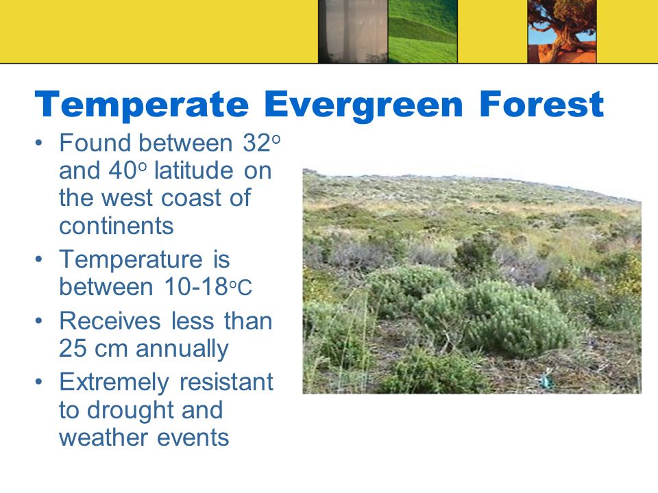 Temperate Evergreen Forest