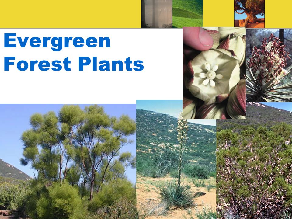 Evergreen Forest Plants