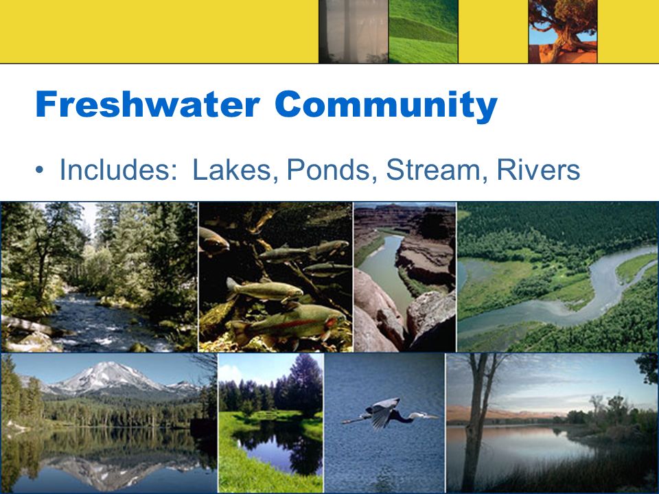 Freshwater Community Includes: Lakes, Ponds, Stream, Rivers
