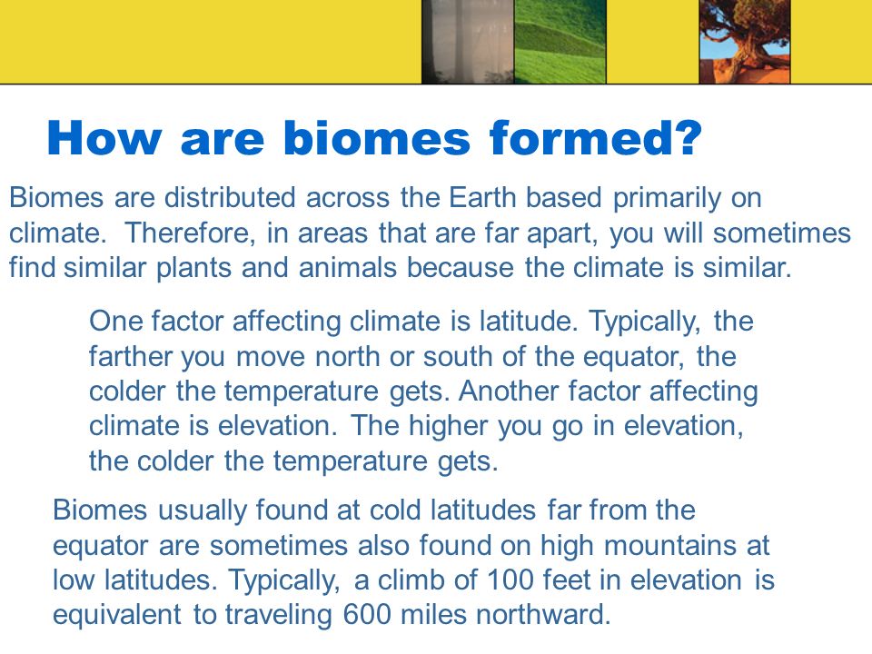 How are biomes formed