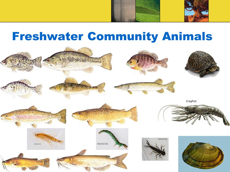 Freshwater Community Animals