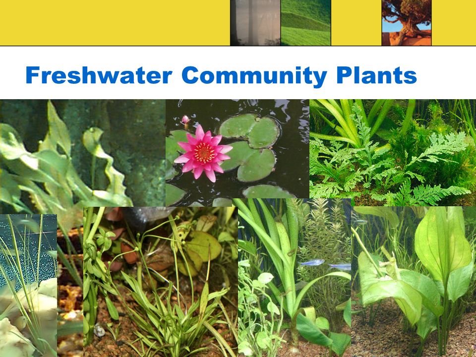 Freshwater Community Plants