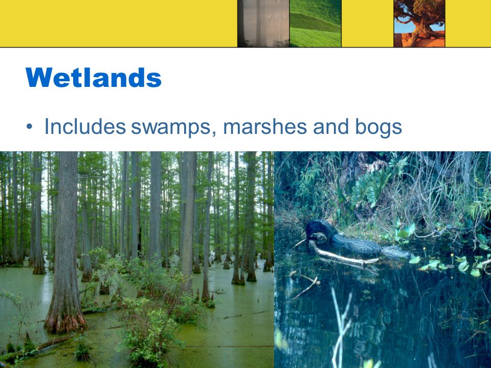 Wetlands Includes swamps, marshes and bogs