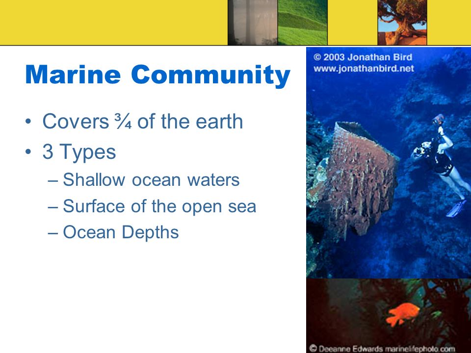 Marine Community Covers ¾ of the earth 3 Types Shallow ocean waters
