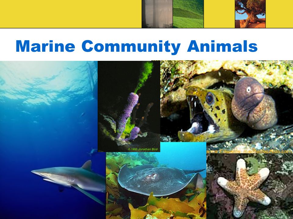 Marine Community Animals