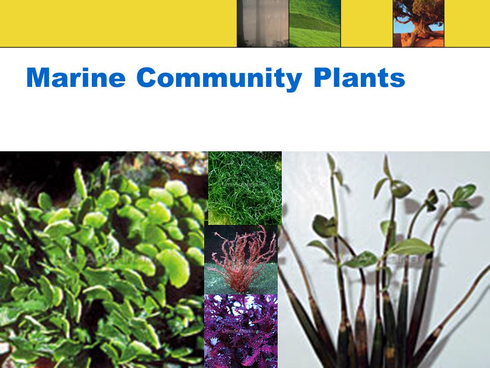 Marine Community Plants