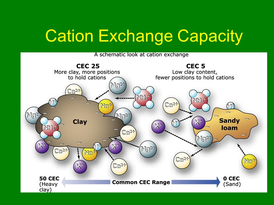 Cation Exchange Capacity.