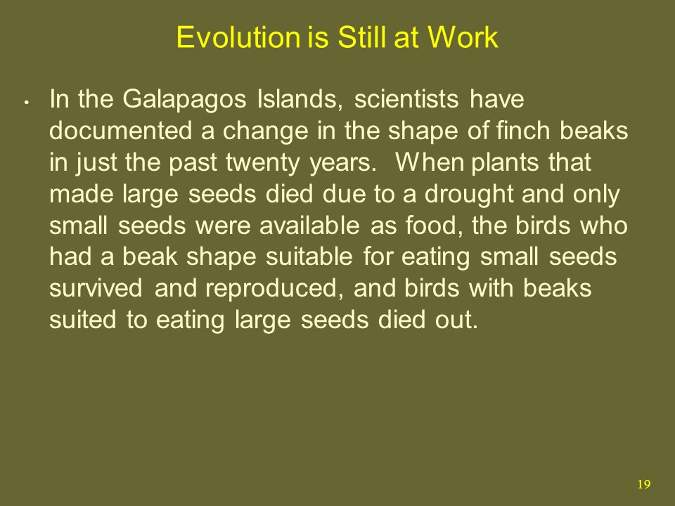 Evolution is Still at Work