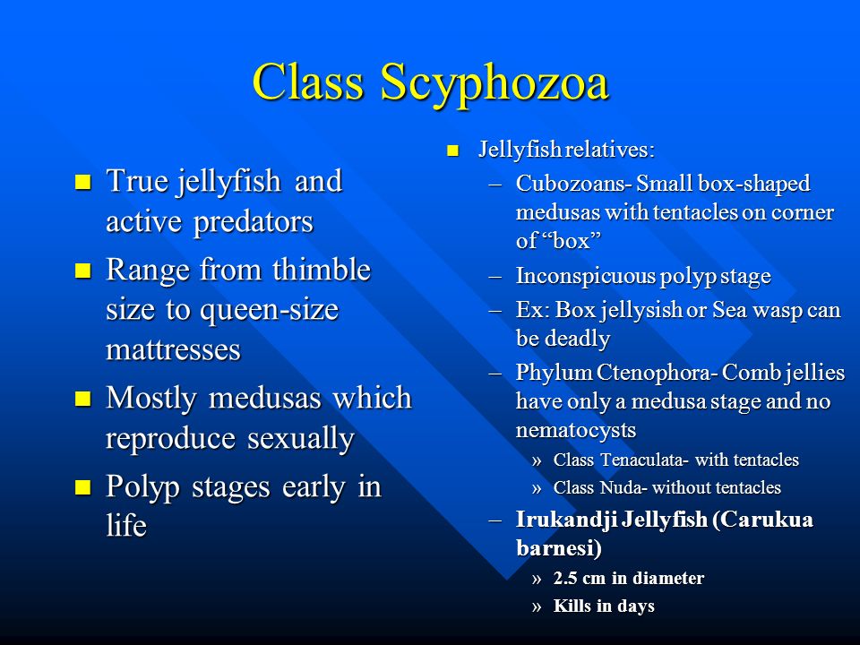 Class Scyphozoa True jellyfish and active predators