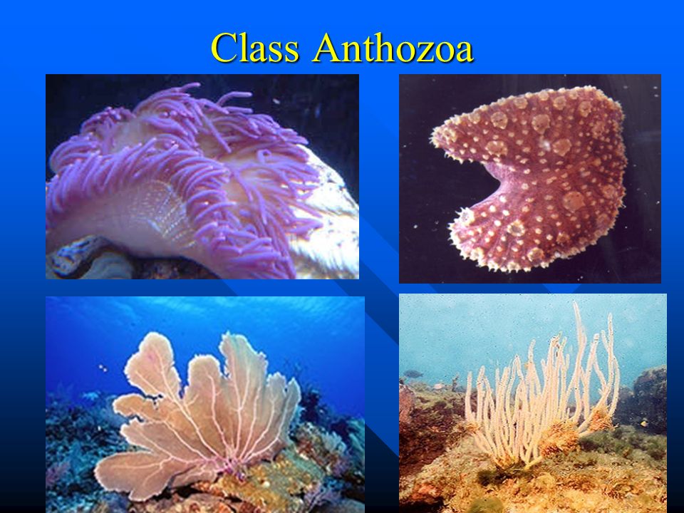 Class Anthozoa
