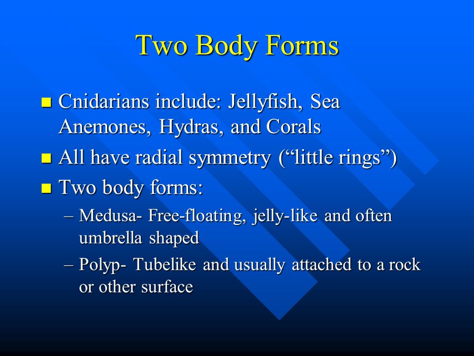 Two Body Forms Cnidarians include: Jellyfish, Sea Anemones, Hydras, and Corals. All have radial symmetry ( little rings )