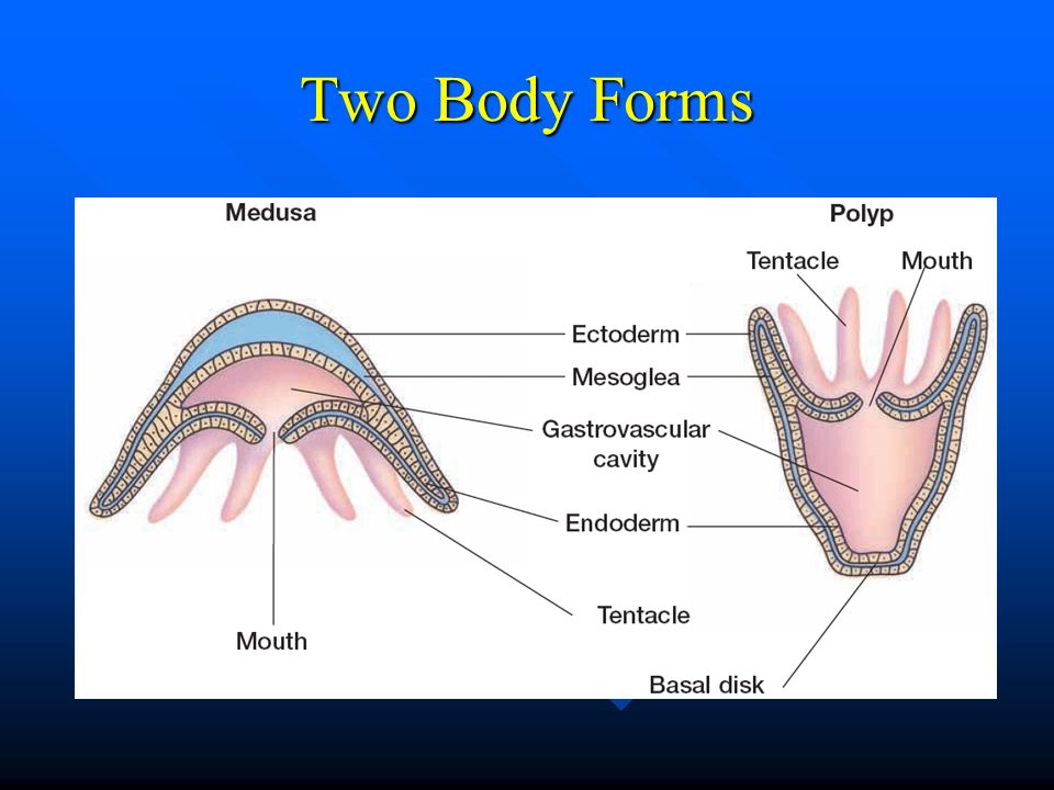 Two Body Forms