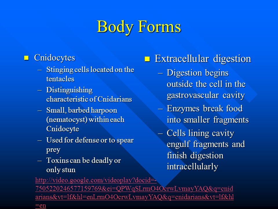 Body Forms Extracellular digestion Cnidocytes