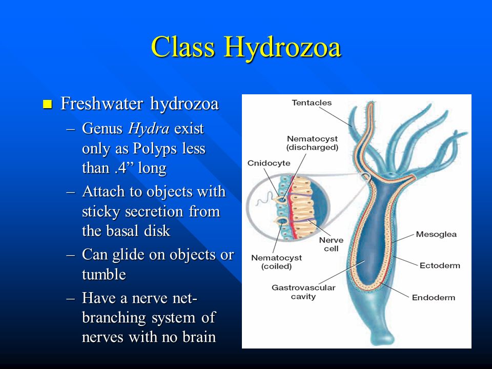 Class Hydrozoa Freshwater hydrozoa
