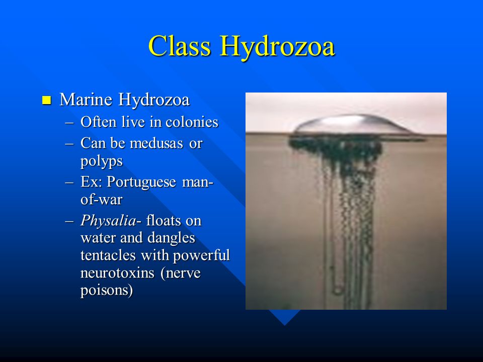 Class Hydrozoa Marine Hydrozoa Often live in colonies