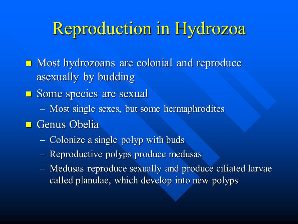 Reproduction in Hydrozoa