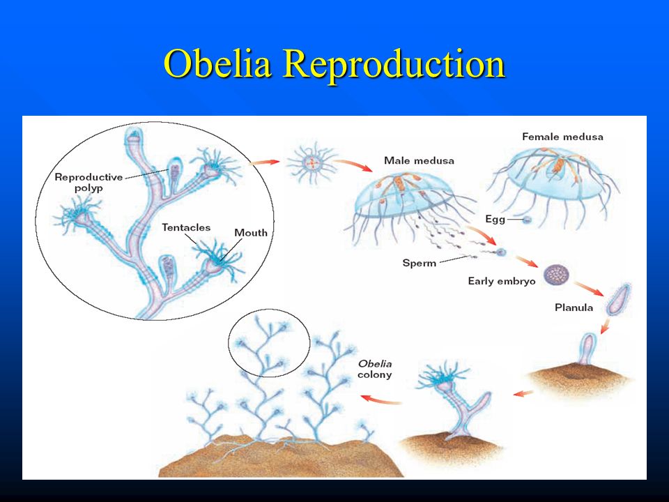 Obelia Reproduction