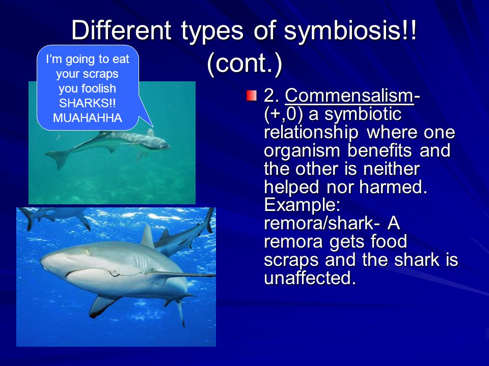 Different types of symbiosis!! (cont.)