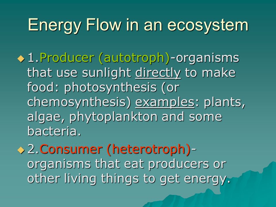 Energy Flow in an ecosystem