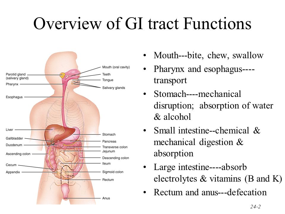 structure and function of the digestive system