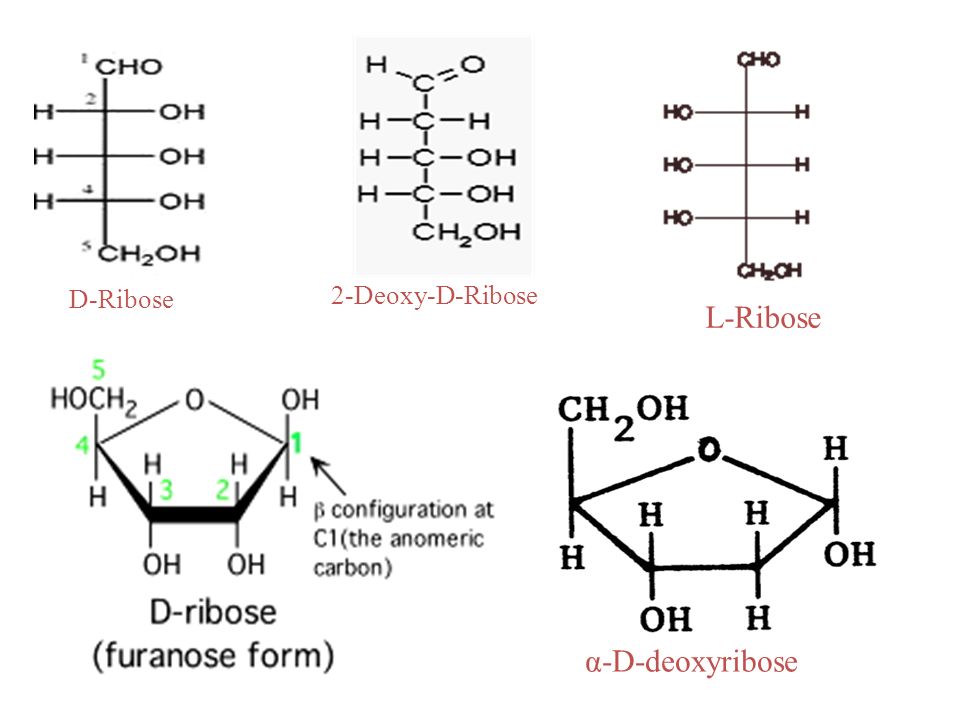 D-Ribose 2-Deoxy-D-Ribose L-Ribose α-D-deoxyribose.
