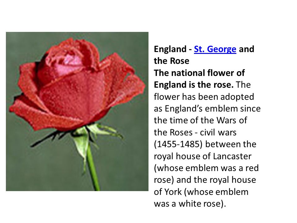 Each country in Britain has its own patron saint and floral emblem: - ppt  video online download