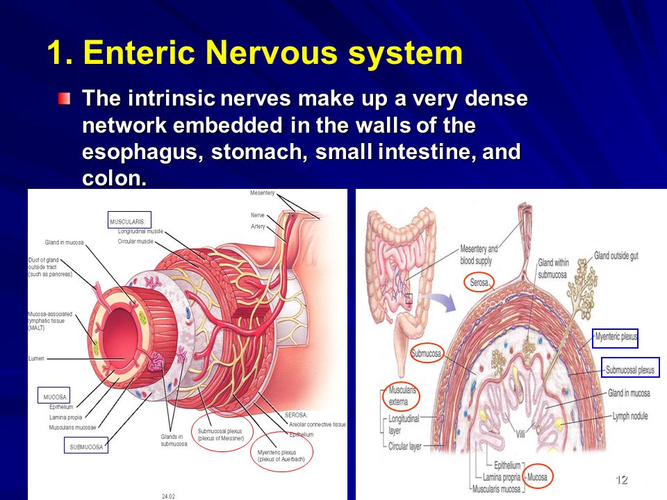 1. Enteric Nervous system