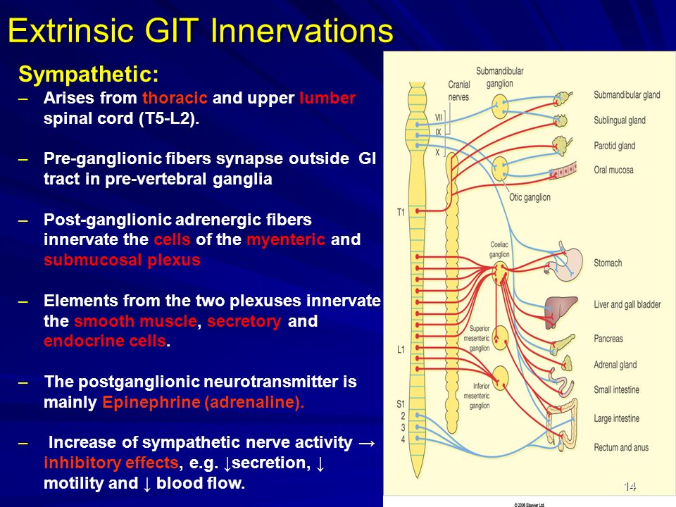 Extrinsic GIT Innervations