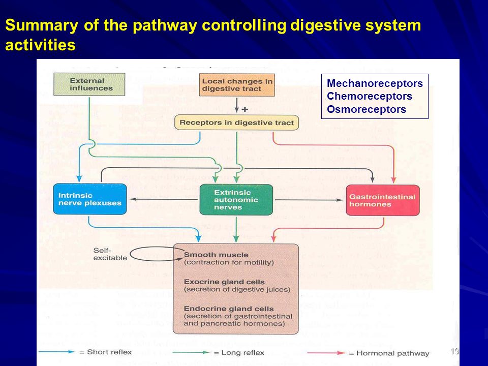 Summary of the pathway controlling digestive system activities