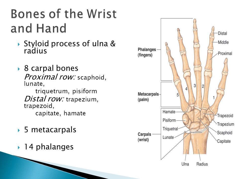 The bones form. Wrist Bones. Hand Bones. Carpal Bones. Trapezium кость запястья.