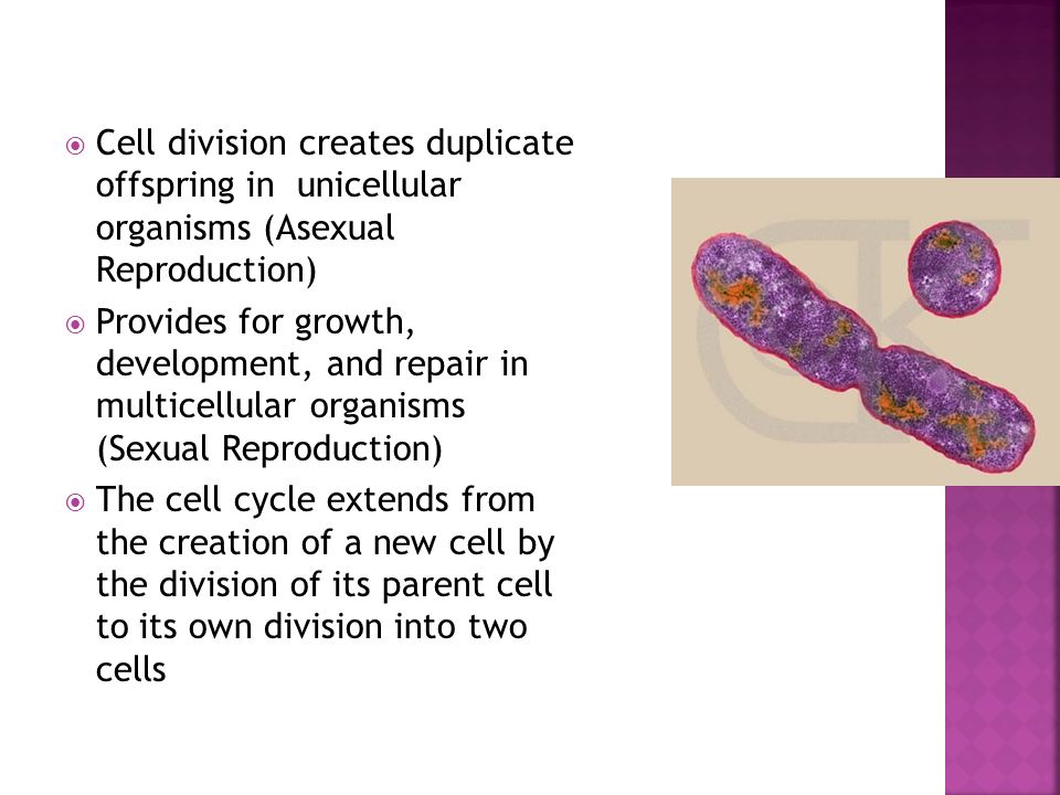 Diagram Of The Sexual Reproduction Cycle