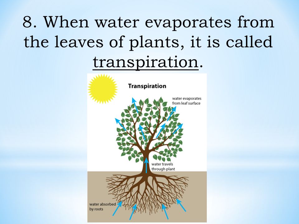 8. When water evaporates from the leaves of plants, it is called transpiration.