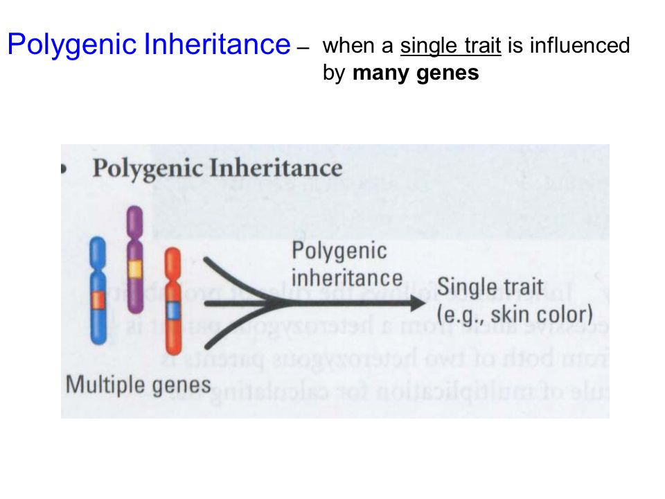 Polygenic Inheritance –