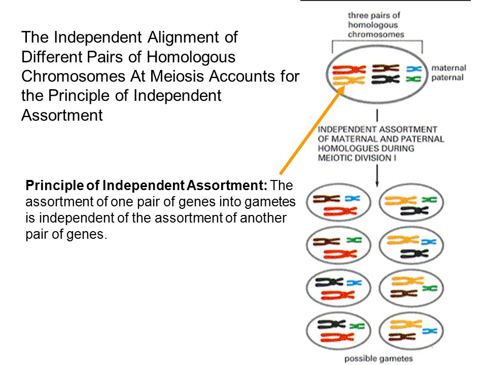 The Independent Alignment of Different Pairs of Homologous Chromosomes At Meiosis Accounts for the Principle of Independent Assortment