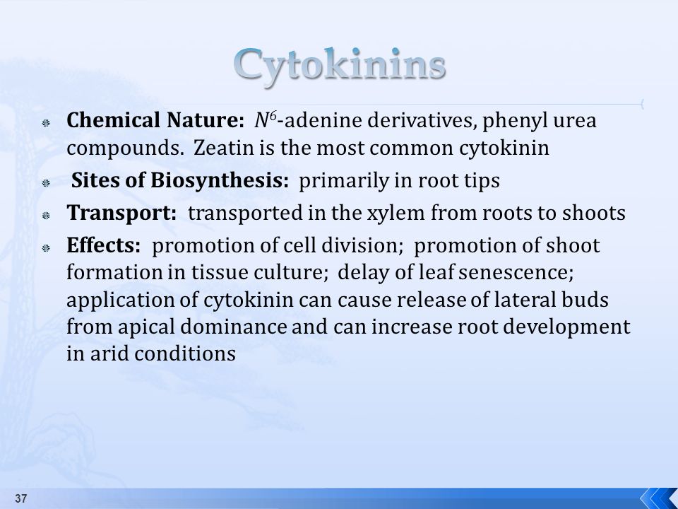 Cytokinins Chemical Nature: N6-adenine derivatives, phenyl urea compounds. Zeatin is the most common cytokinin.