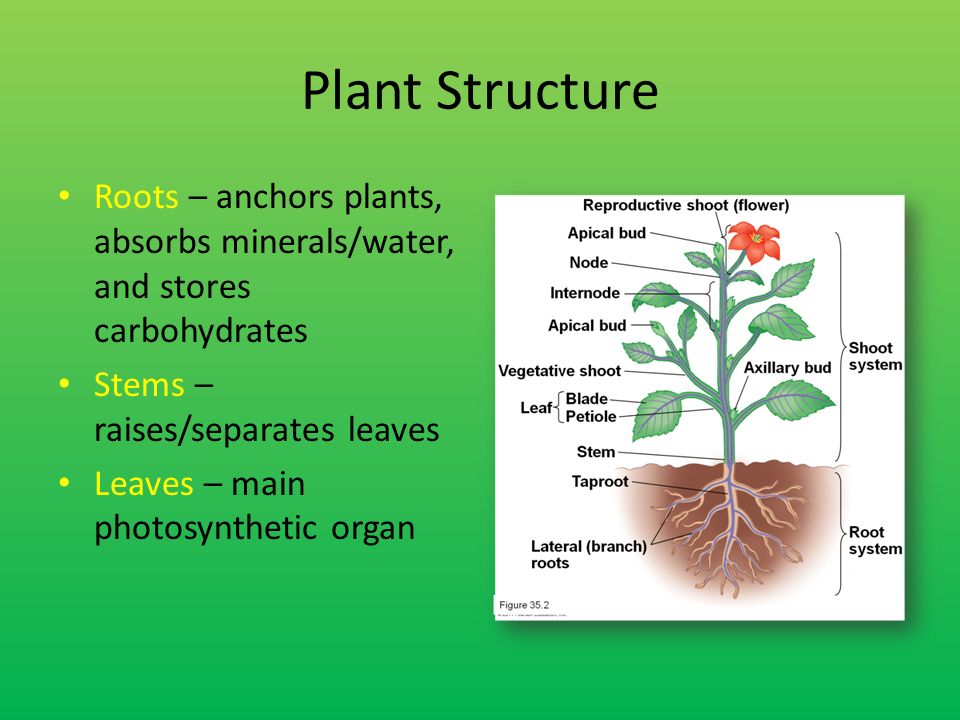 Plants kinds. Plant structure. Plants and their Parts презентация. Kind of Plants презентация. Stem root and Leaf structure.